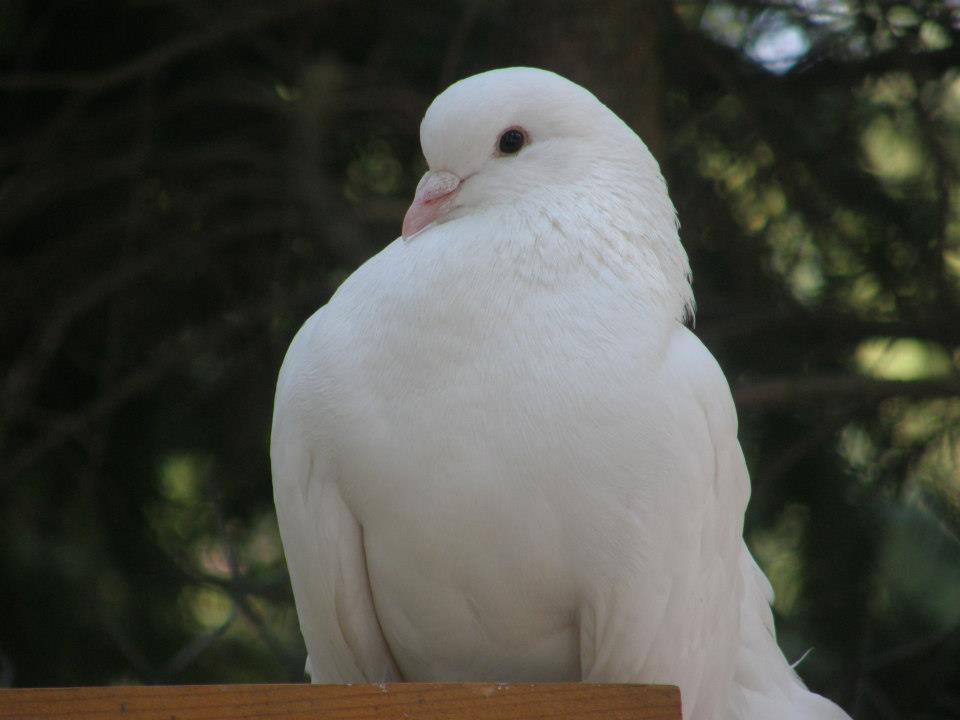 White Dove Pension 호텔 미에르쿠리에씨우크 외부 사진